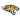 Towson Tigers (W)