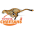 Cheetahs