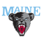 Maine Black Bears