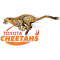 Cheetahs