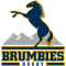 Brumbies
