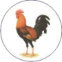 Gujarat