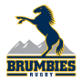 Brumbies